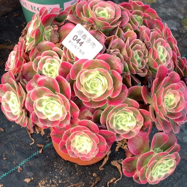 044白凤多肉植物