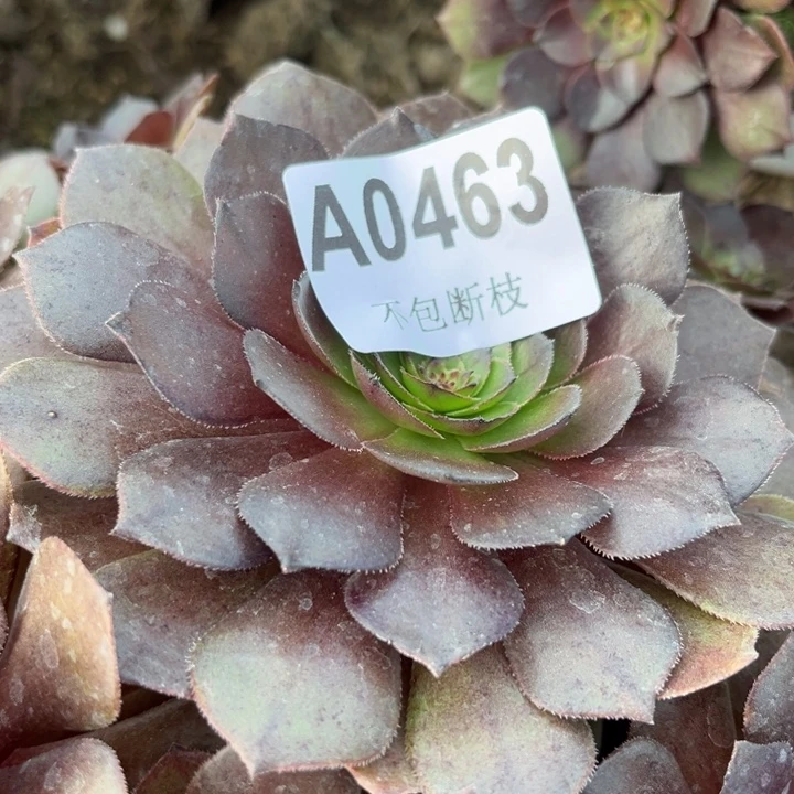 ***463两颗墨法多肉法师不包断枝