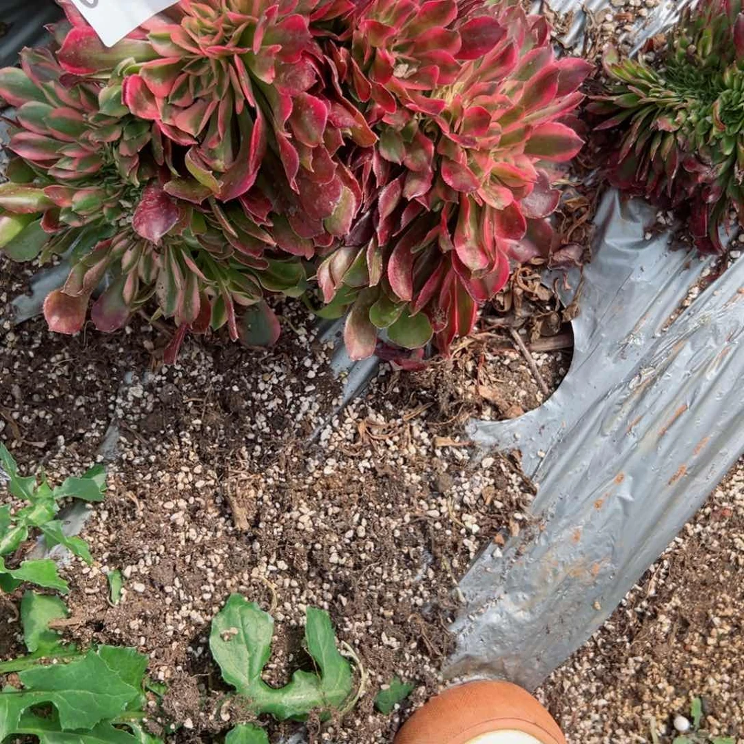 173 号多肉植物法师新号福利