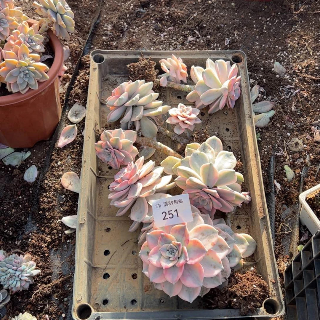 399紫乐锦老桩多肉植物