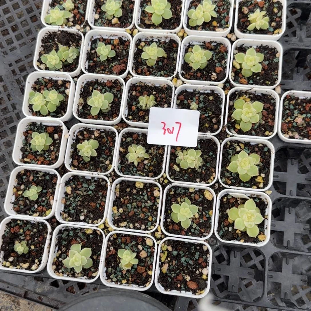 3017 一半托满20包邮