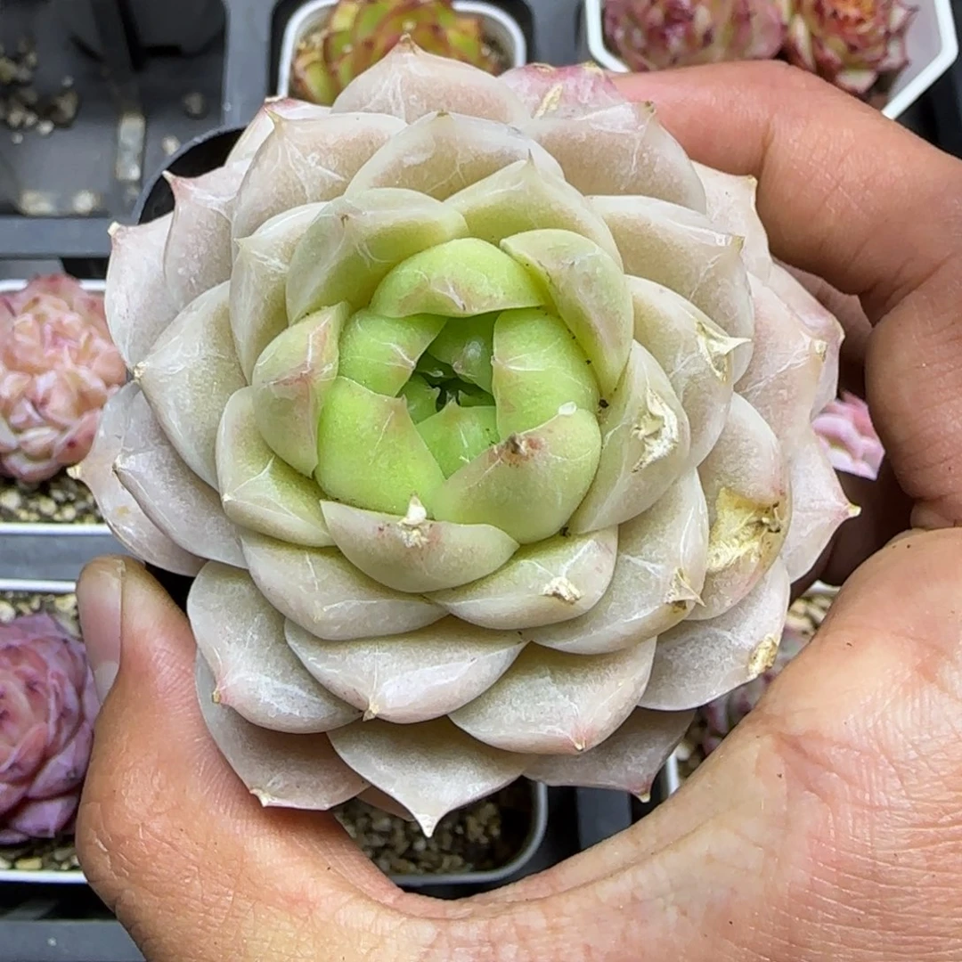 一物一拍麦秆11227