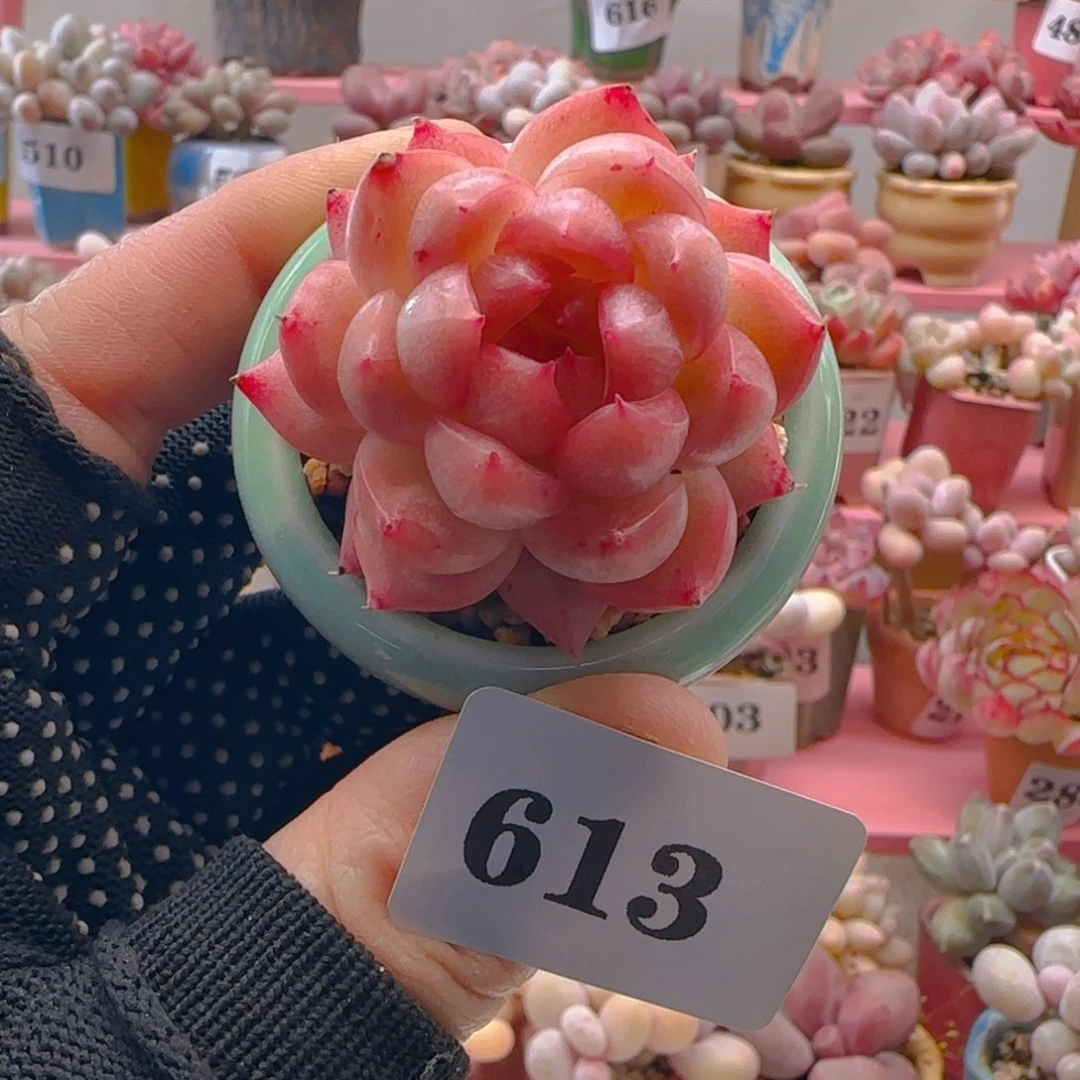 麦秆613 ，带盆土发货，满38包邮非偏远。