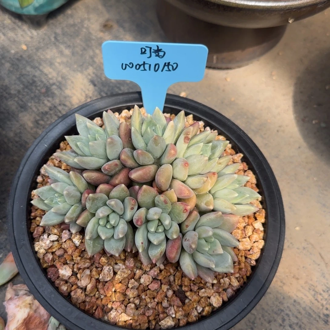 北遇一物一拍叮当