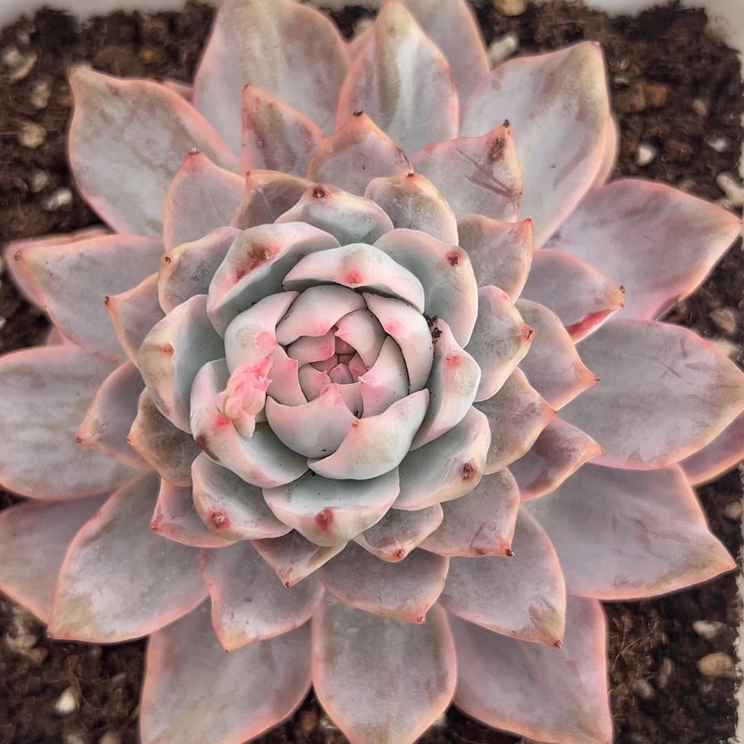 粉蓝鸟锦多肉植物