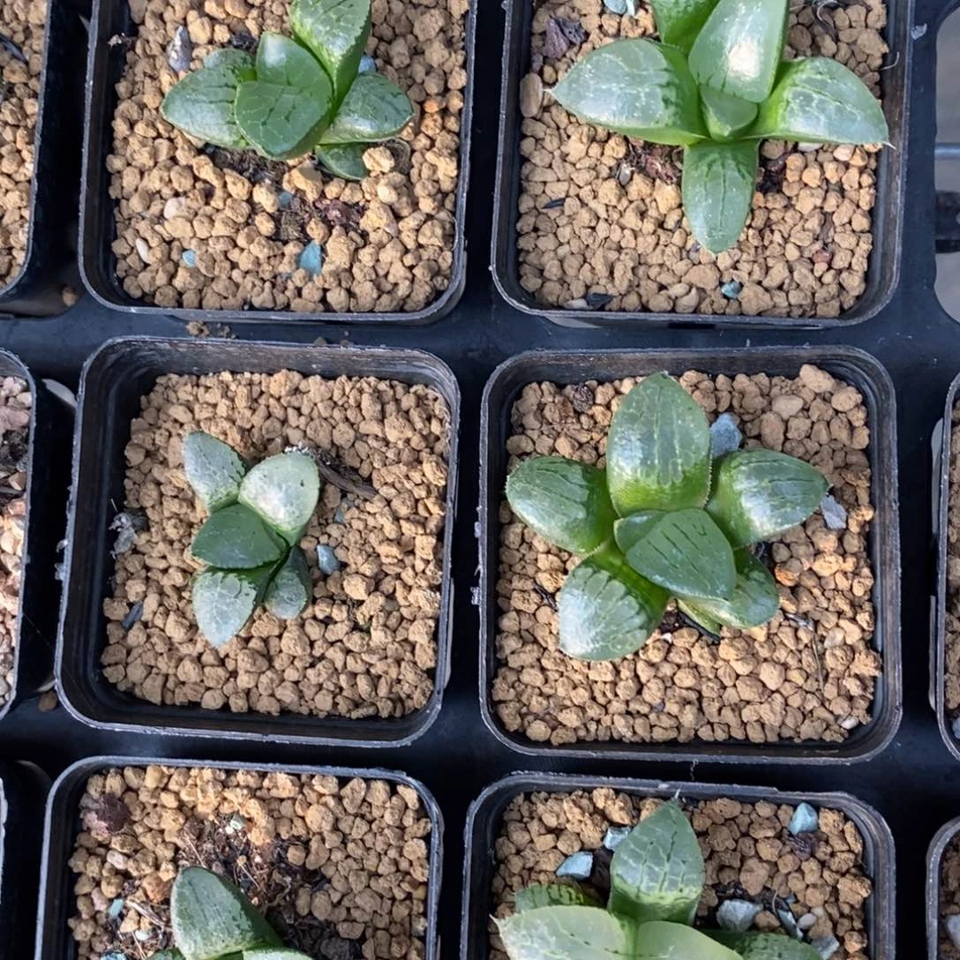 111 一颗实生101 高货 新年福利