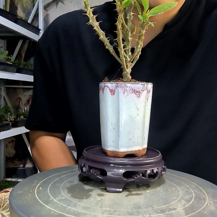 江**叶中青园艺一物一拍56