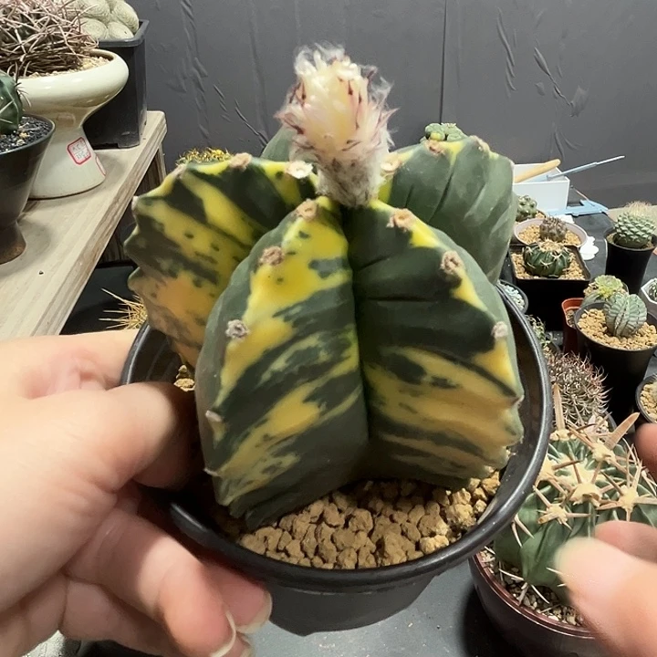 小***瓜574哈哈哈哈哈哈哈哈哈