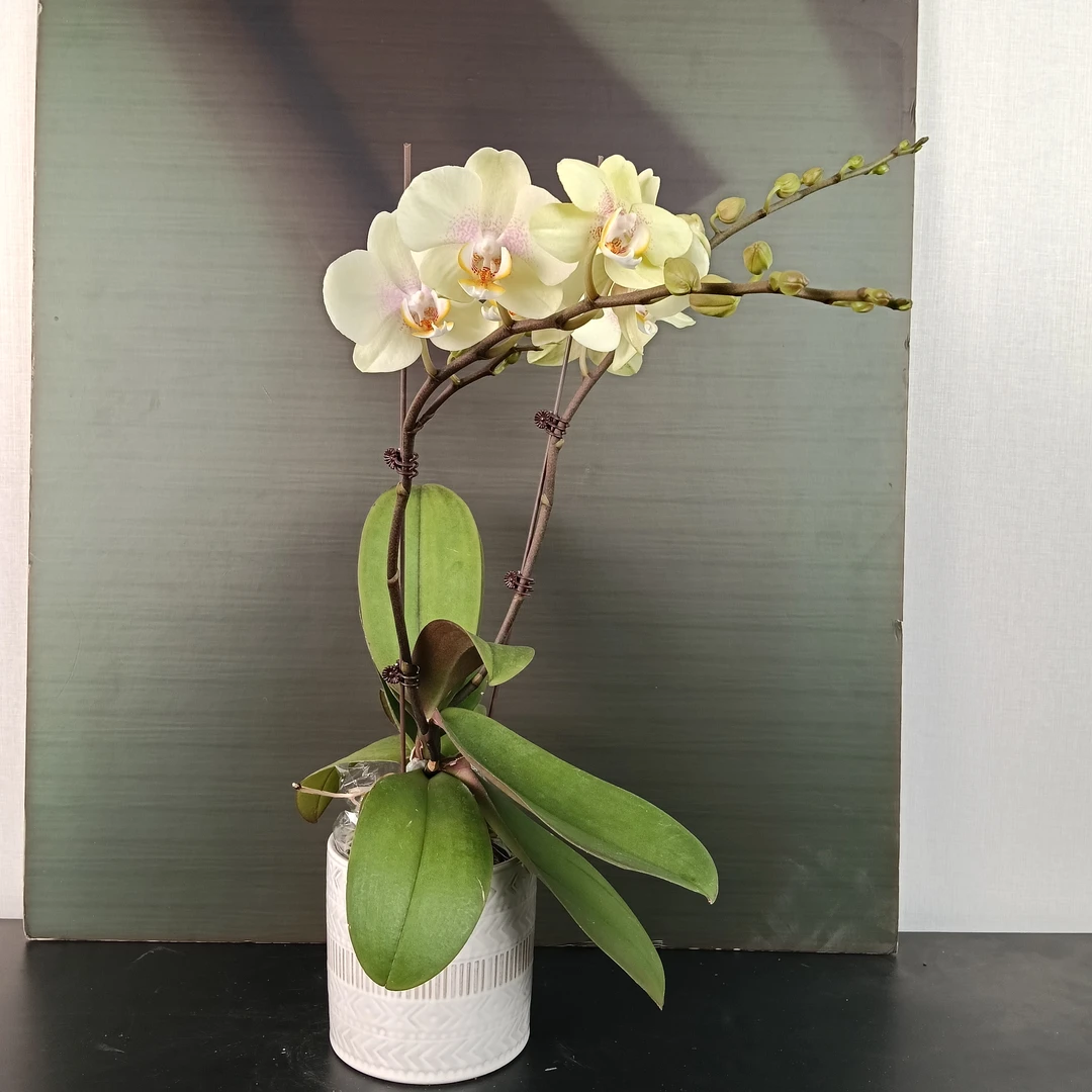 【花之漫】（105126）3.5寸杯单双剑混发蝴蝶兰盆栽