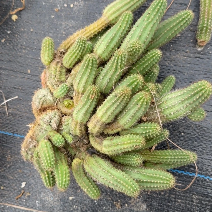 白檀仙人掌群生一群61