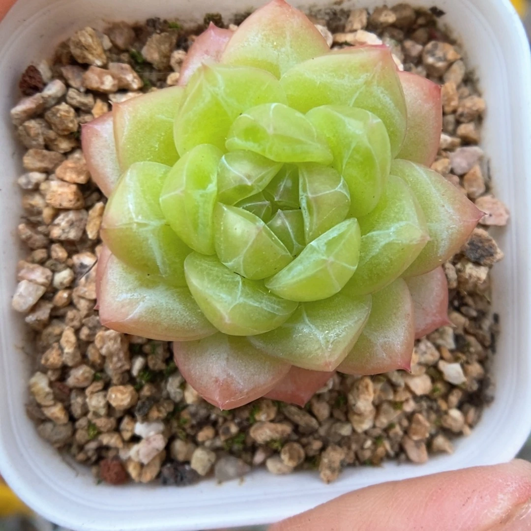 绿芙蓉可拍228号。