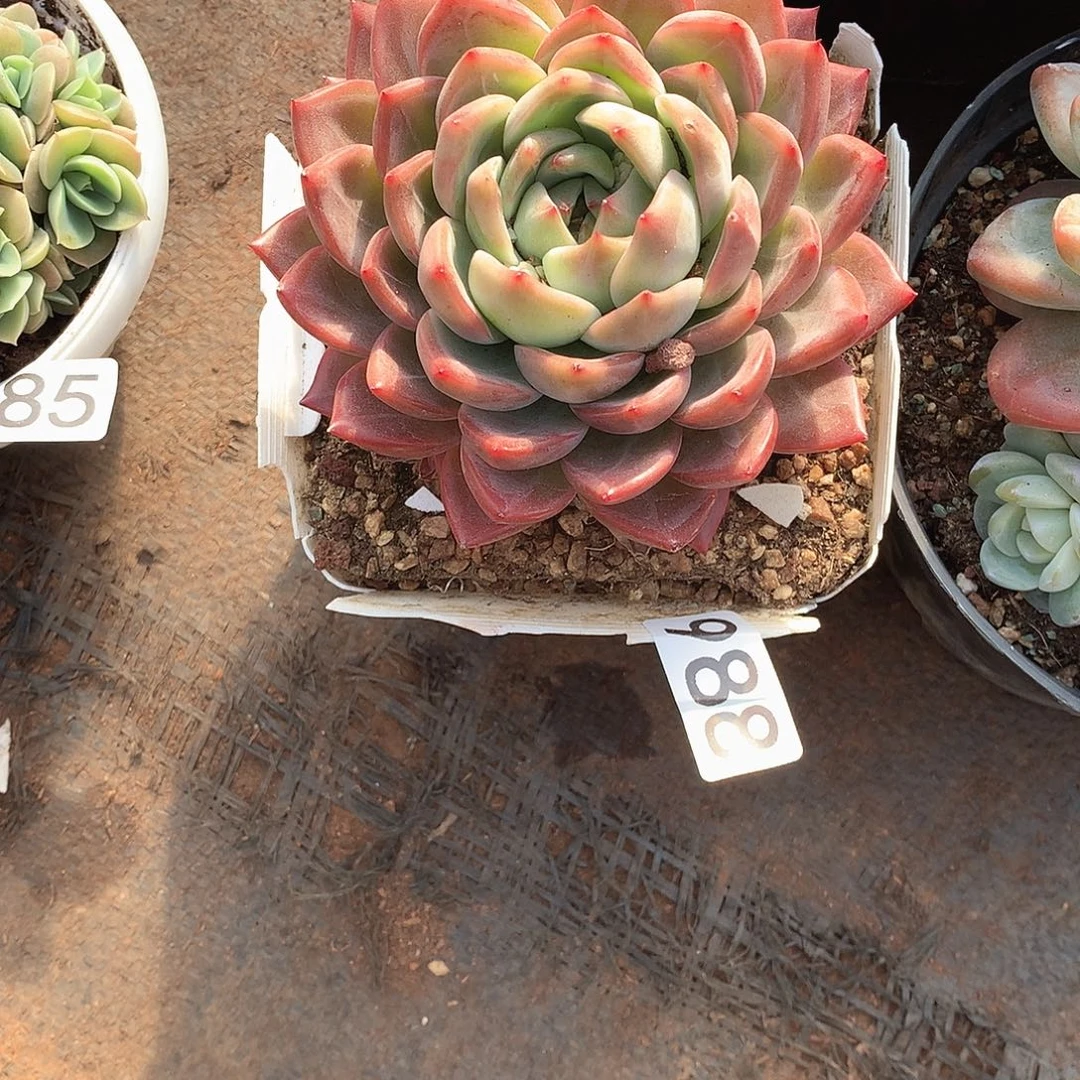 988杂 一物一拍多肉