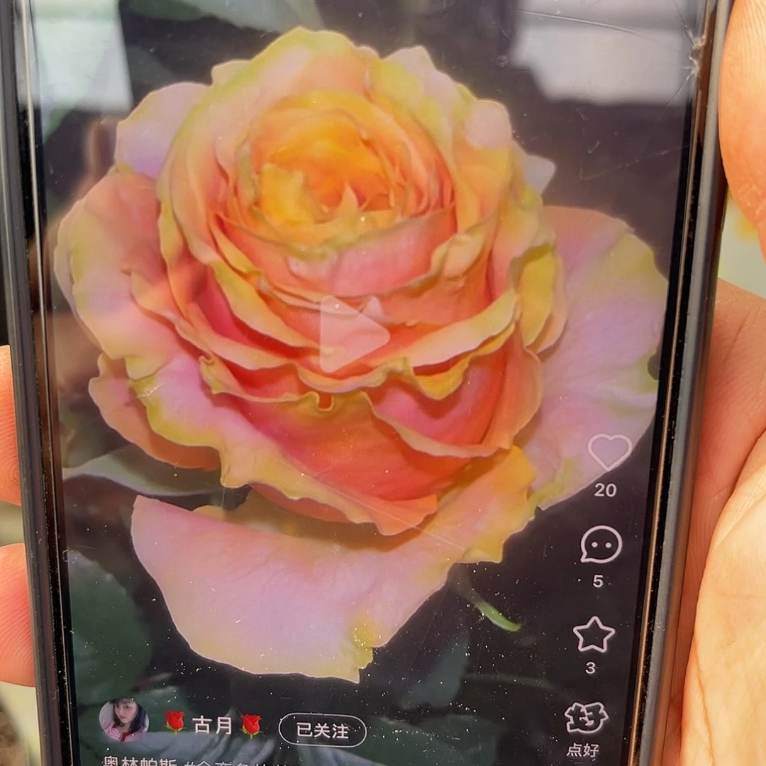 无花朵———奥林帕斯 特大苗