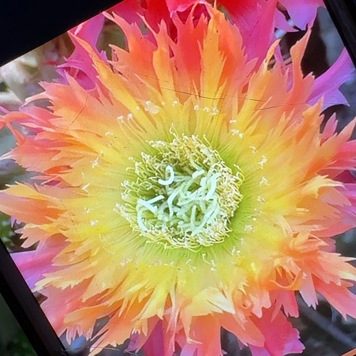 112 侧芽5公分左右毛花柱