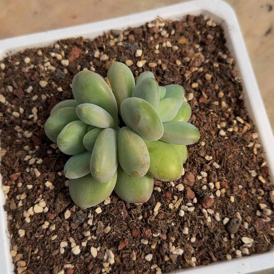 夕***阳夕阳奶龙一颗发货1111