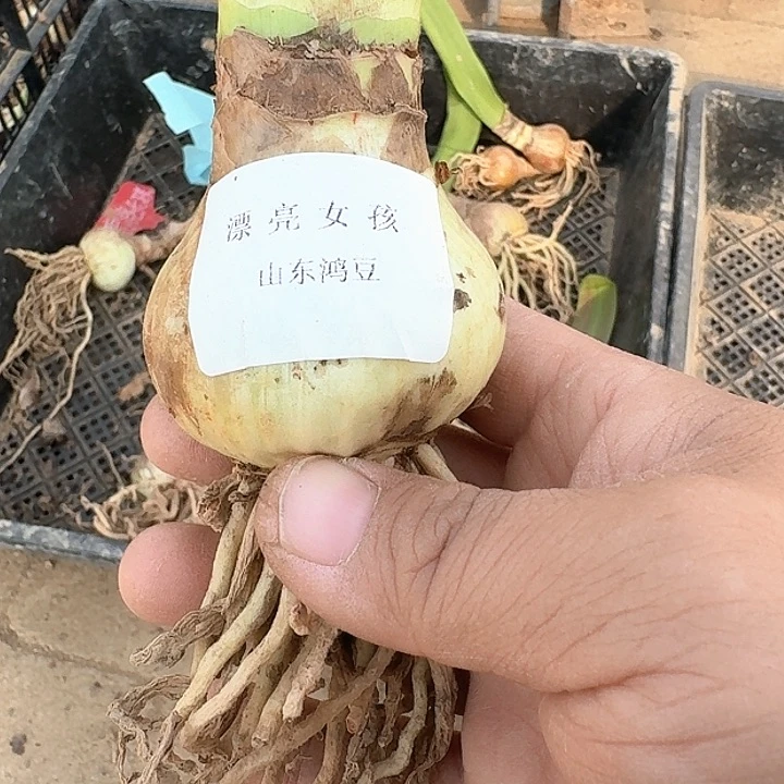 当前无花朵，栽培后可花朵繁****尘漂亮女孩