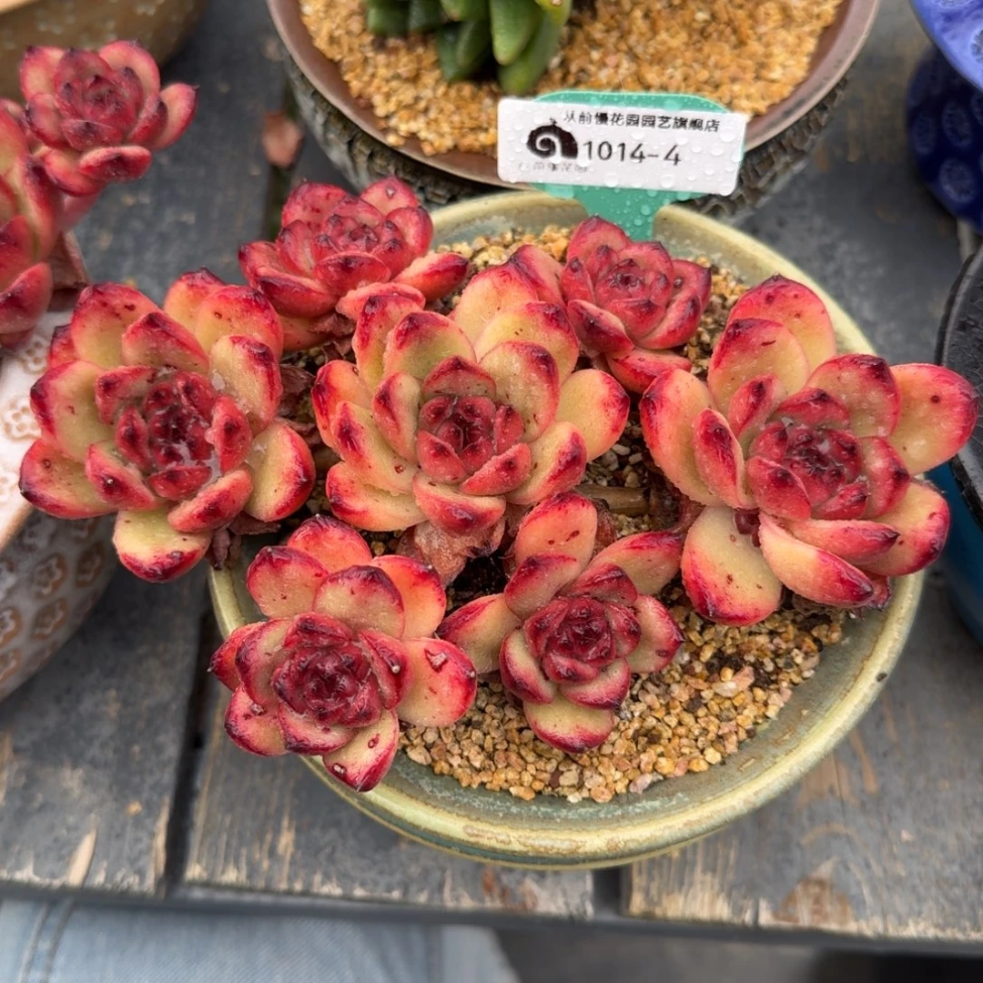 从前慢多肉精选编号1014.4