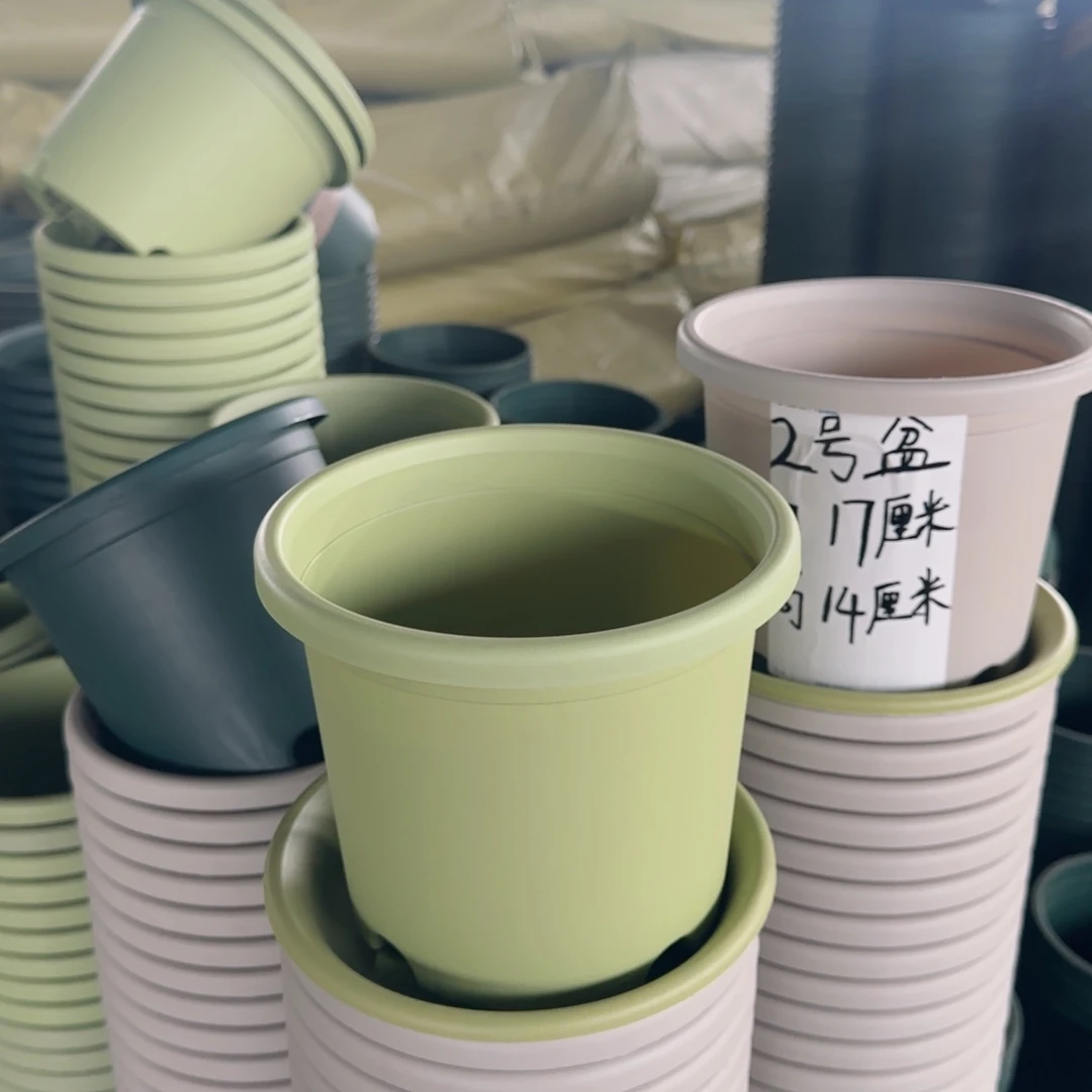 塑料四季2号果绿10个带拖