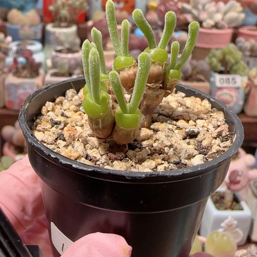 小***^T可爱的小兔兔盆口3.5cm