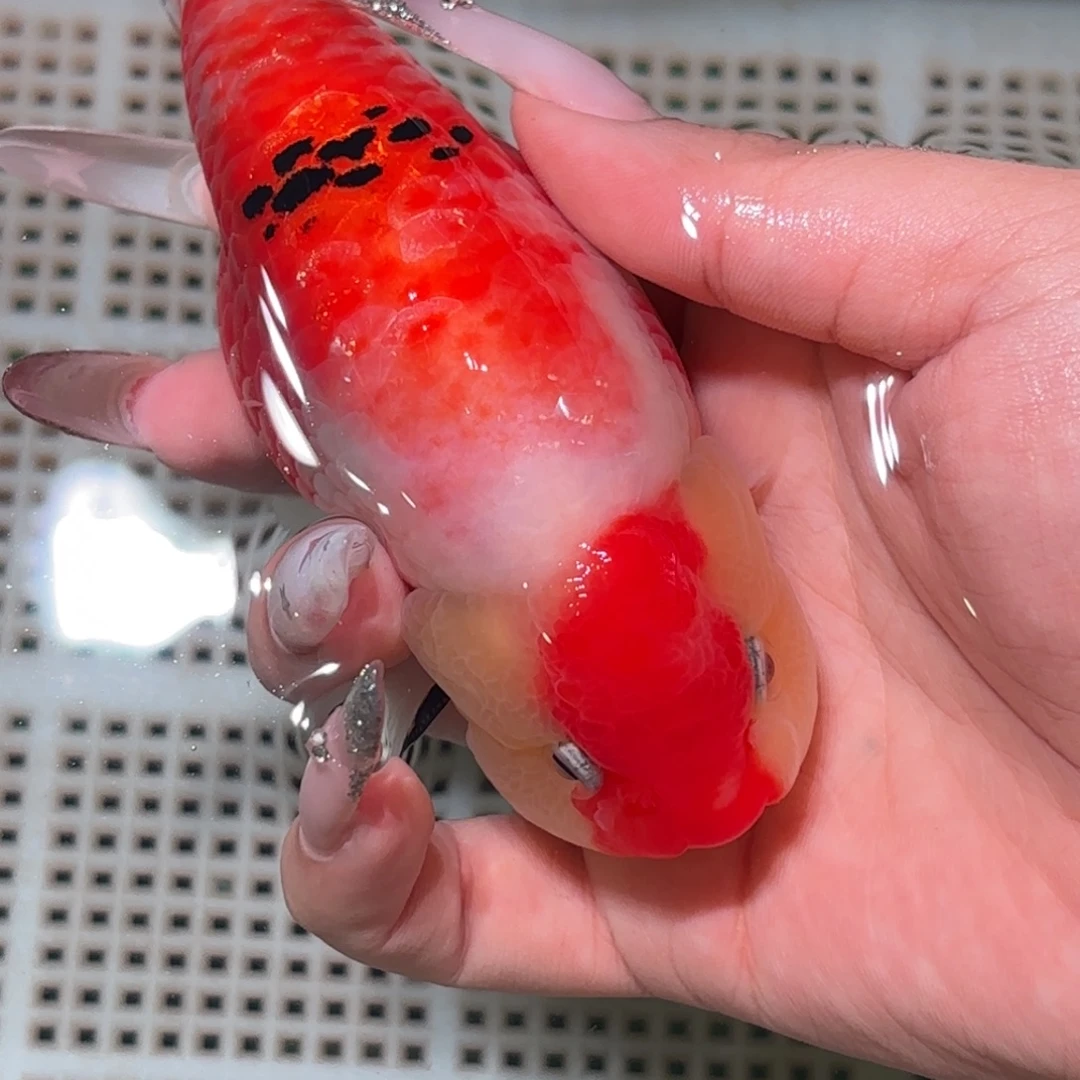 M***W金鱼拍包装包邮，不拍包装运费到付