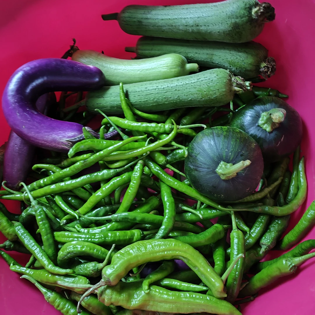 农家露天生态种植蔬菜包健康安心（京东包邮）