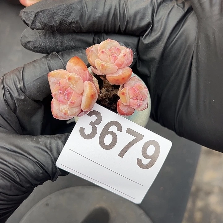 月***子3679，三头星影带盆发的时候