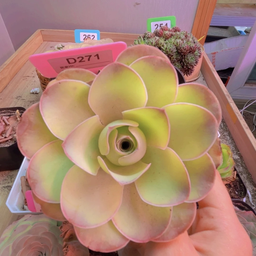 271山地玫瑰绿色