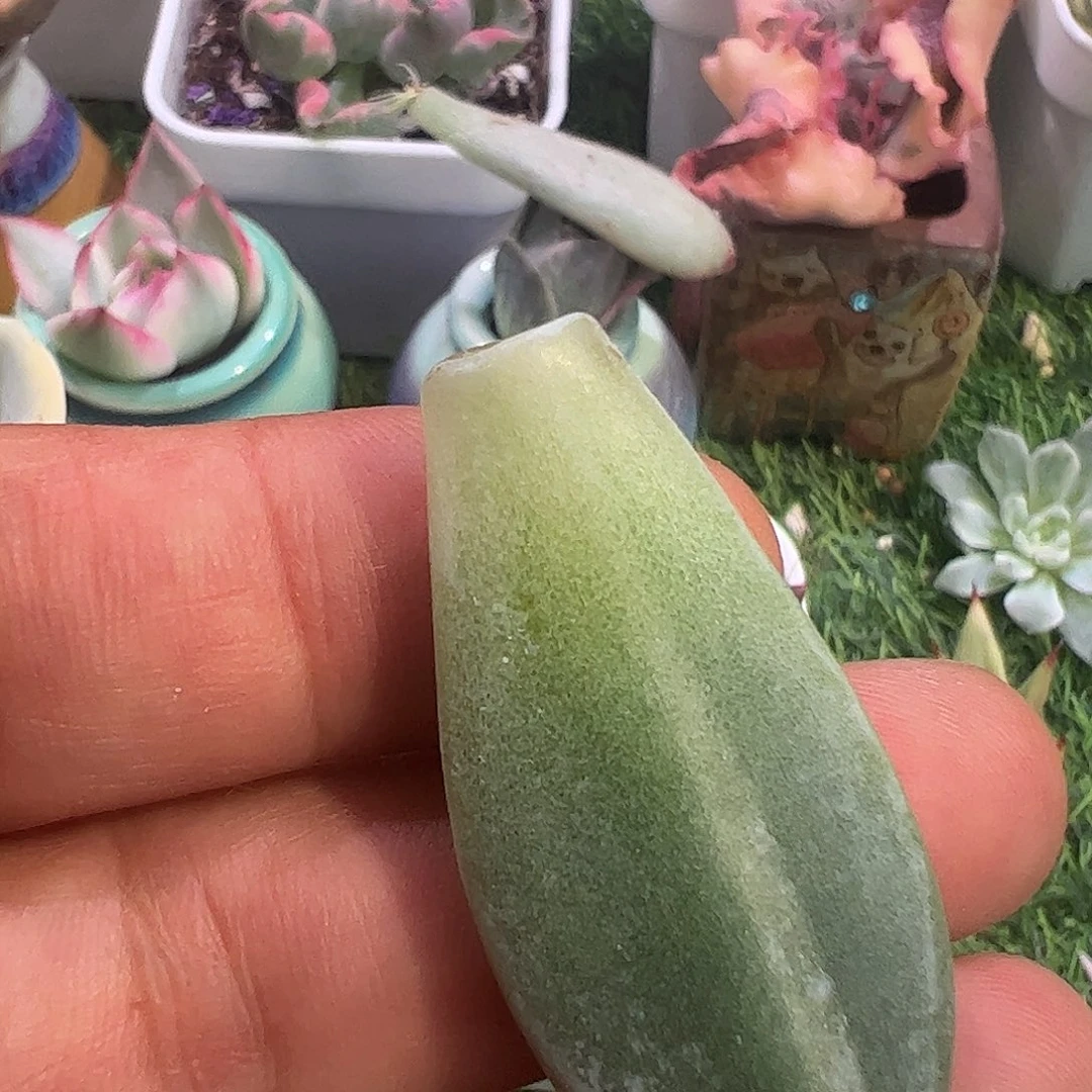 A***的多肉植物多肉植物