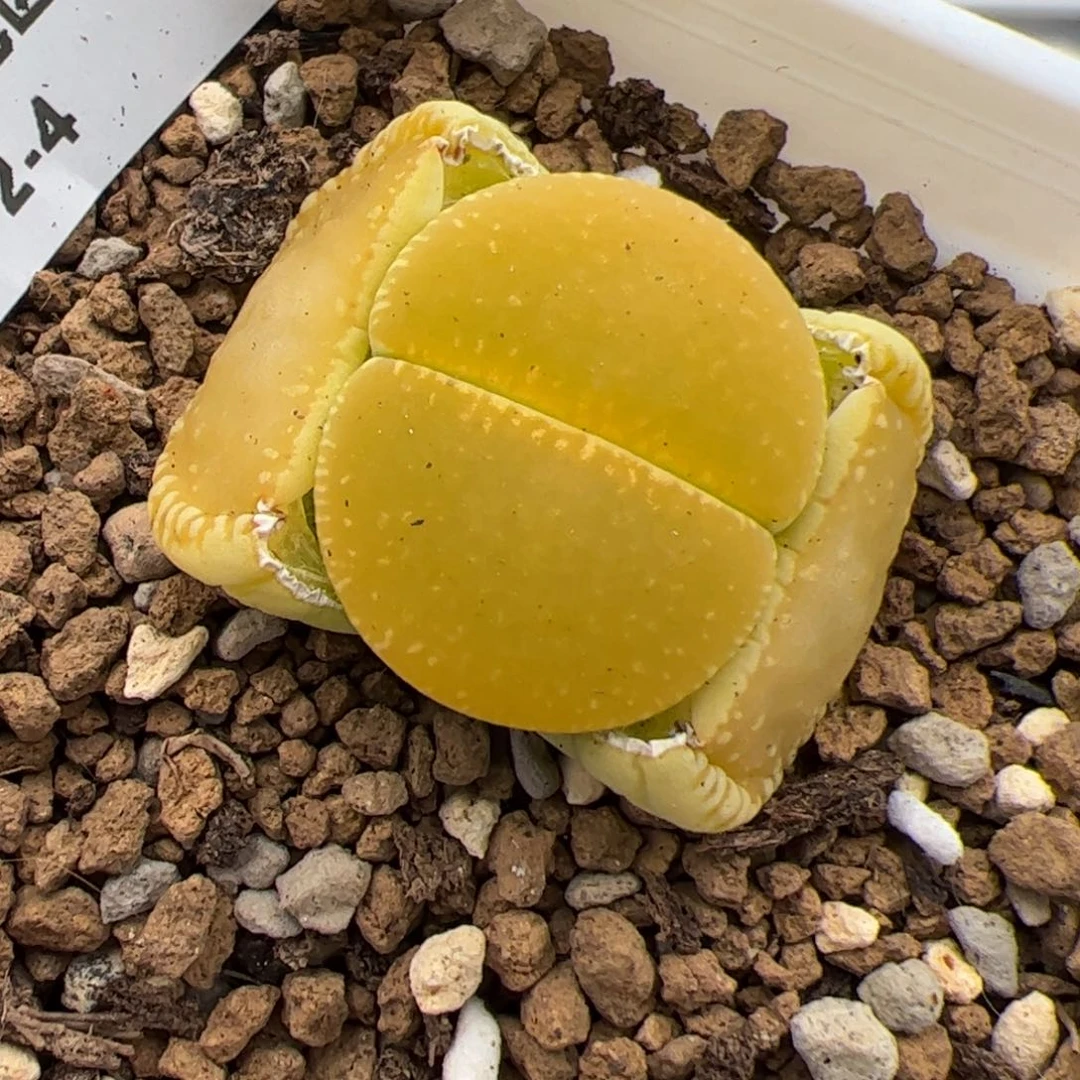 请****尼024号绿光阳多肉植物