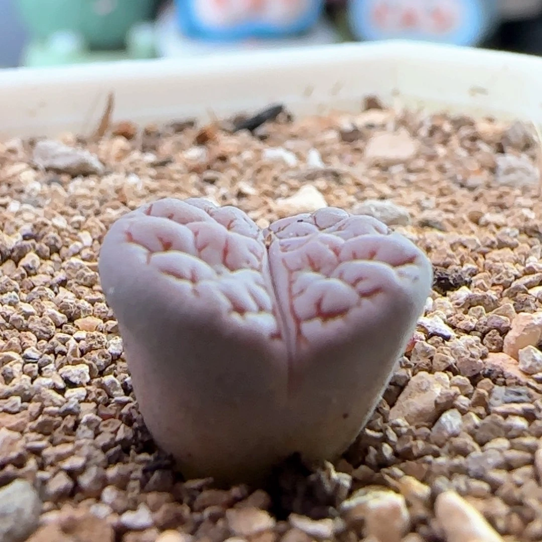 0354/189/多肉植物/