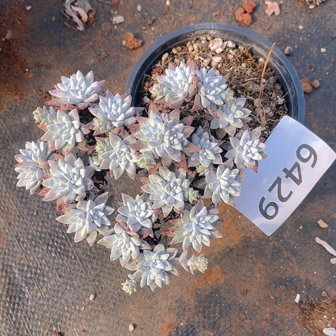 【闪购商品】白菊福利价