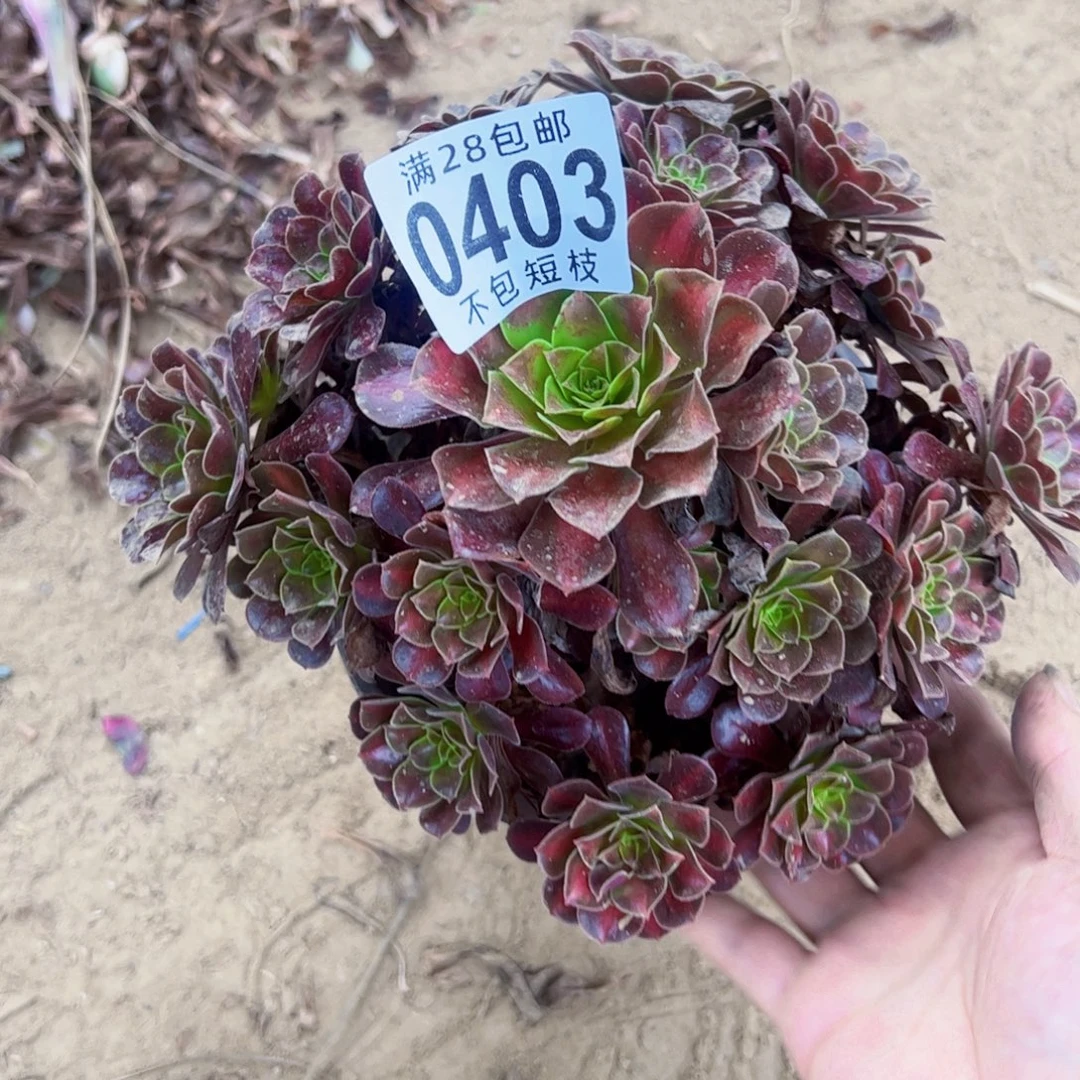 红日多肉植物0403