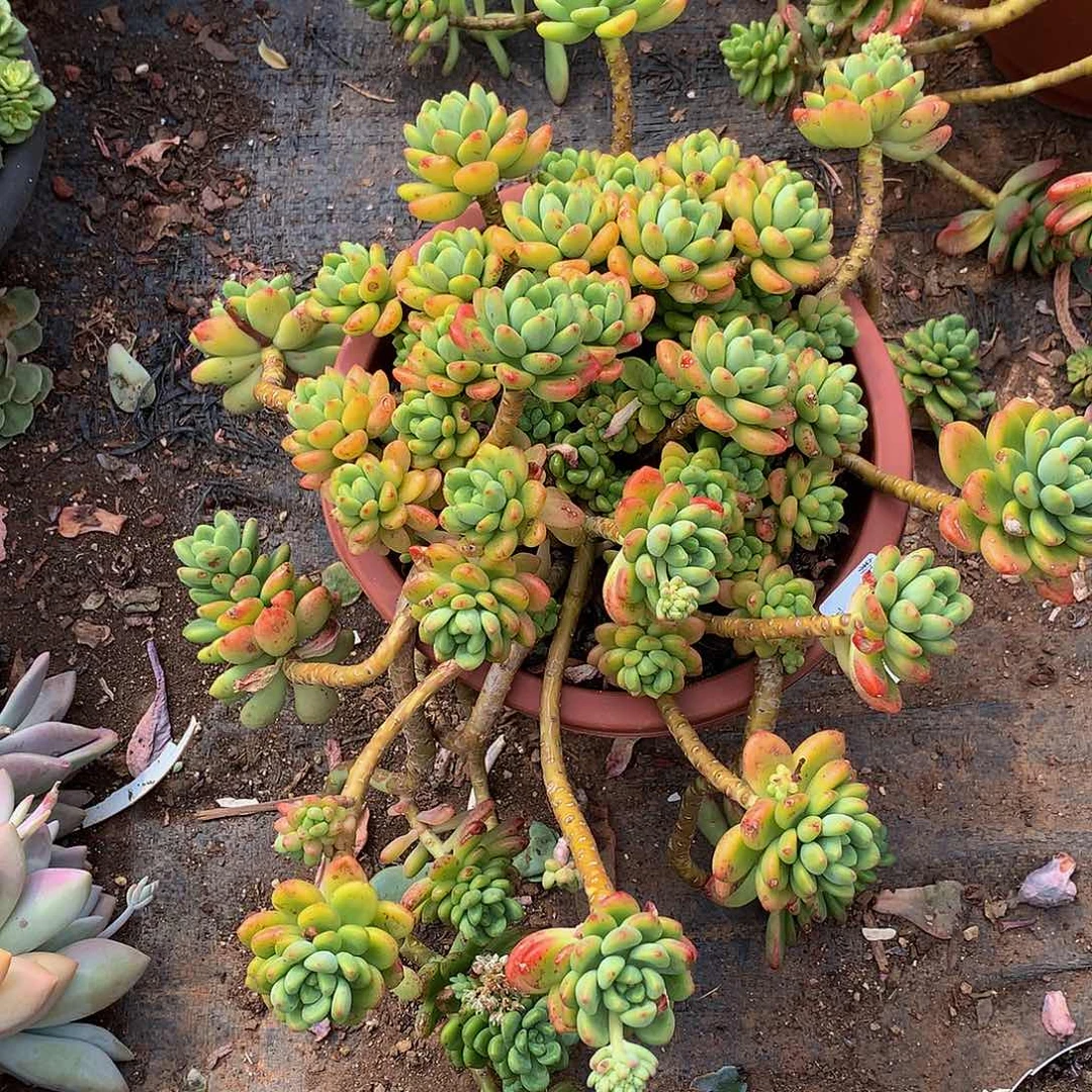 永***     香格里拉1054