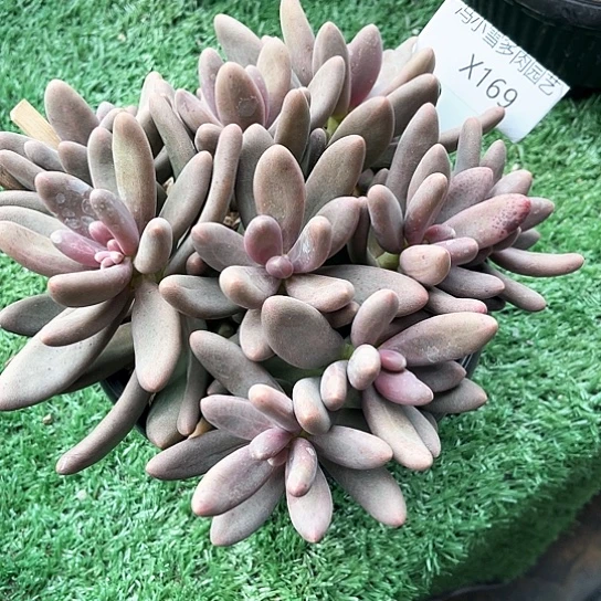 不**糖我是第一百个为妖刀应援的阴阳师呢