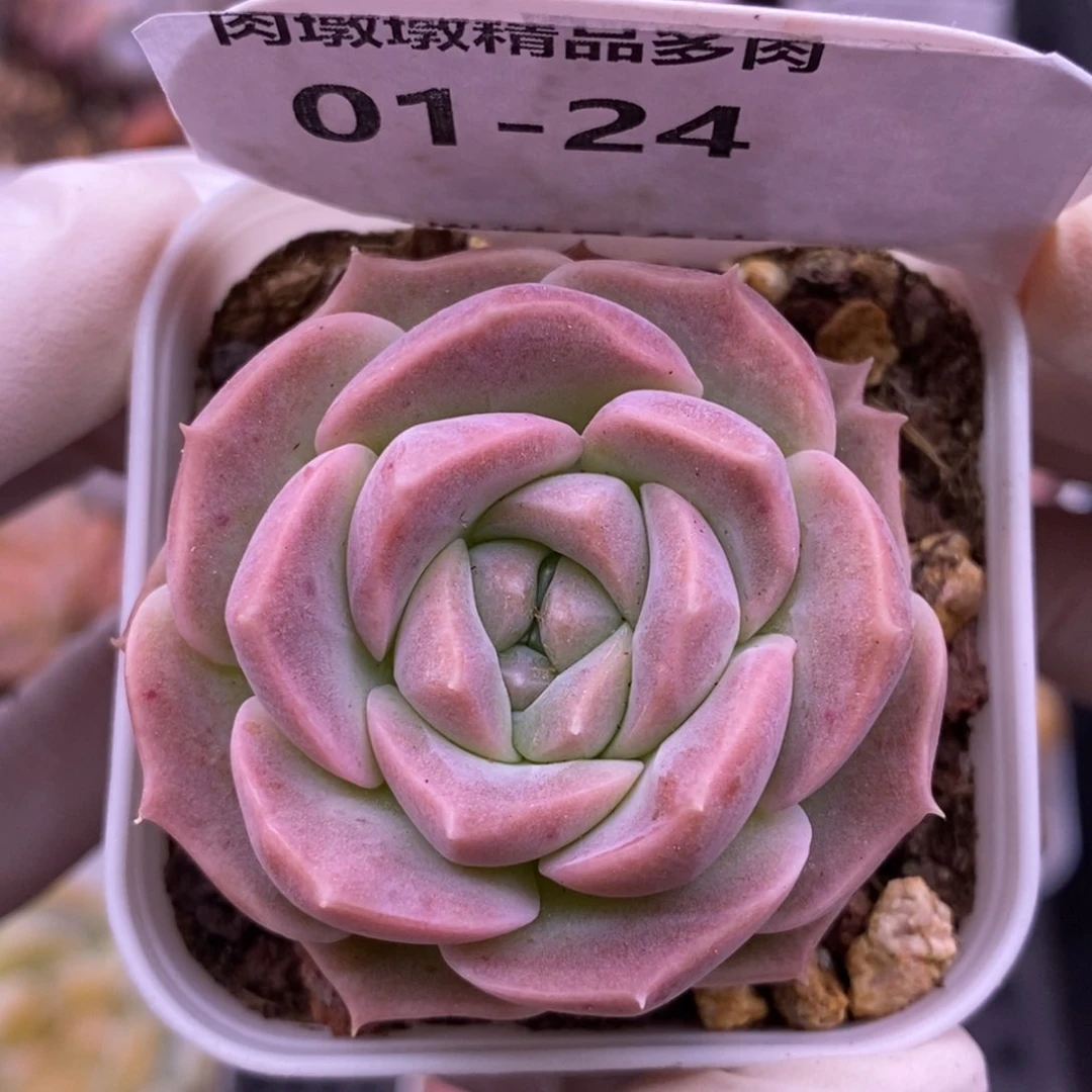 【闪购商品】01-24良辰