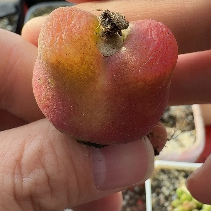 老马生石花蟠桃1331