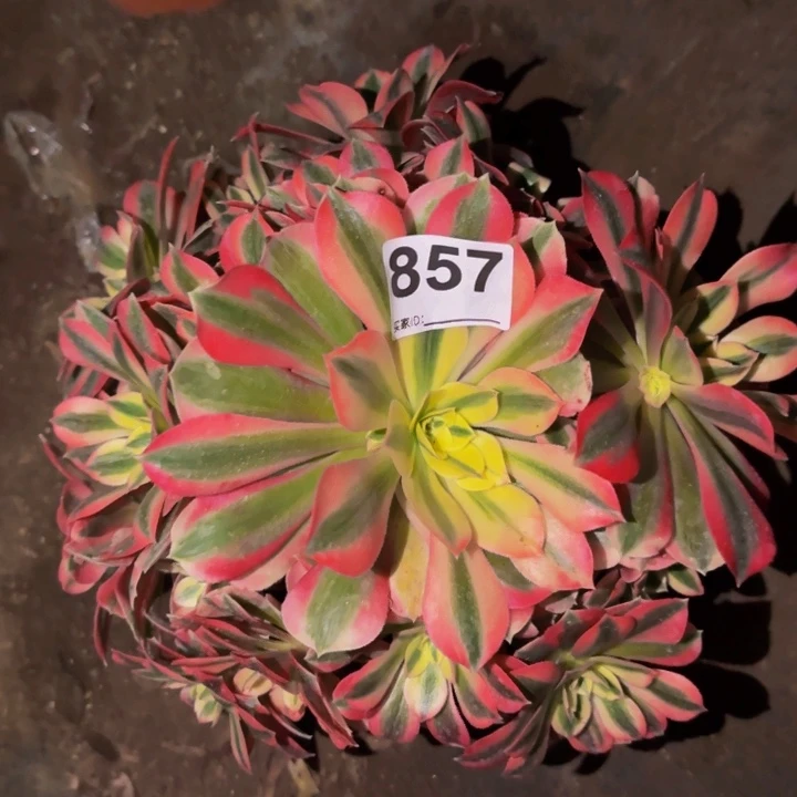 857妖月多肉植物不售后