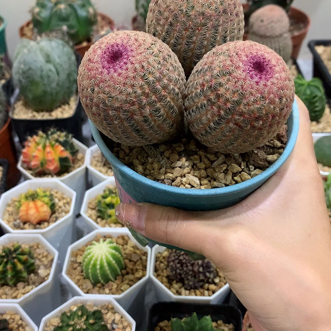 当前无花栽培后可以开花实生根3头红太阳