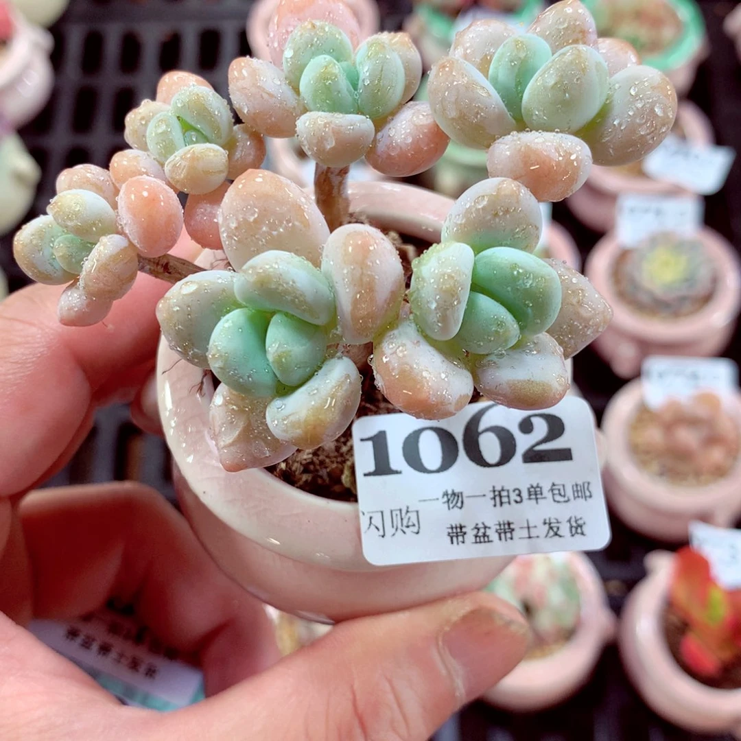 5厘米盆精控多肉1062