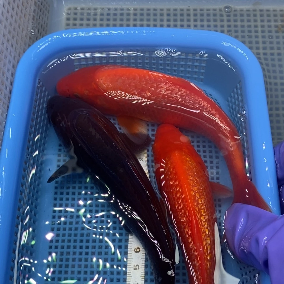 锦鲤冷水锦鲤包邮