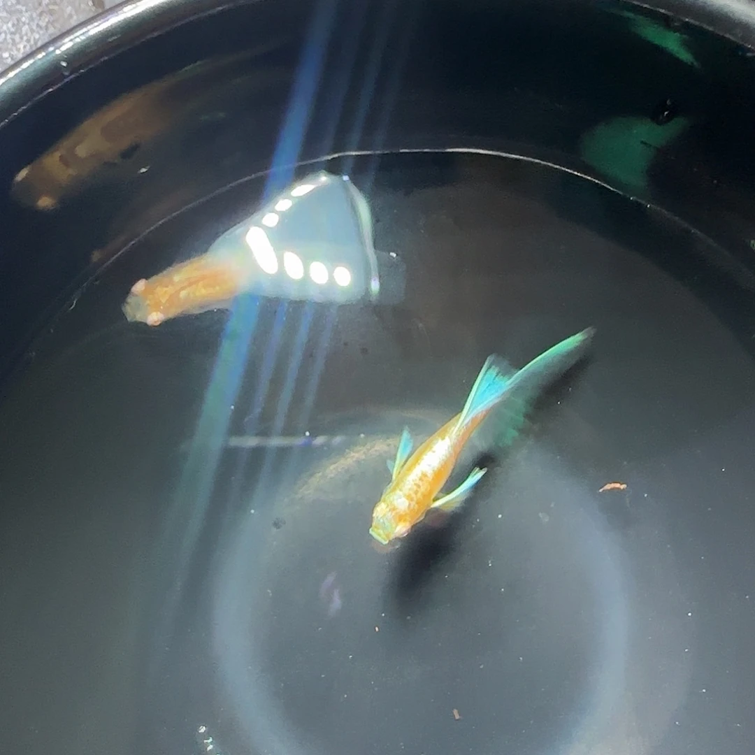 孔雀鱼蓝白飞船一对，三个月