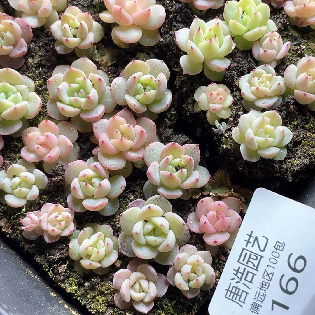 ?****?珍妮一物一拍166