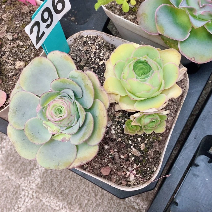 【闪购商品】安*姐yjj296两颗