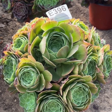 多肉植物万圣夜捧花