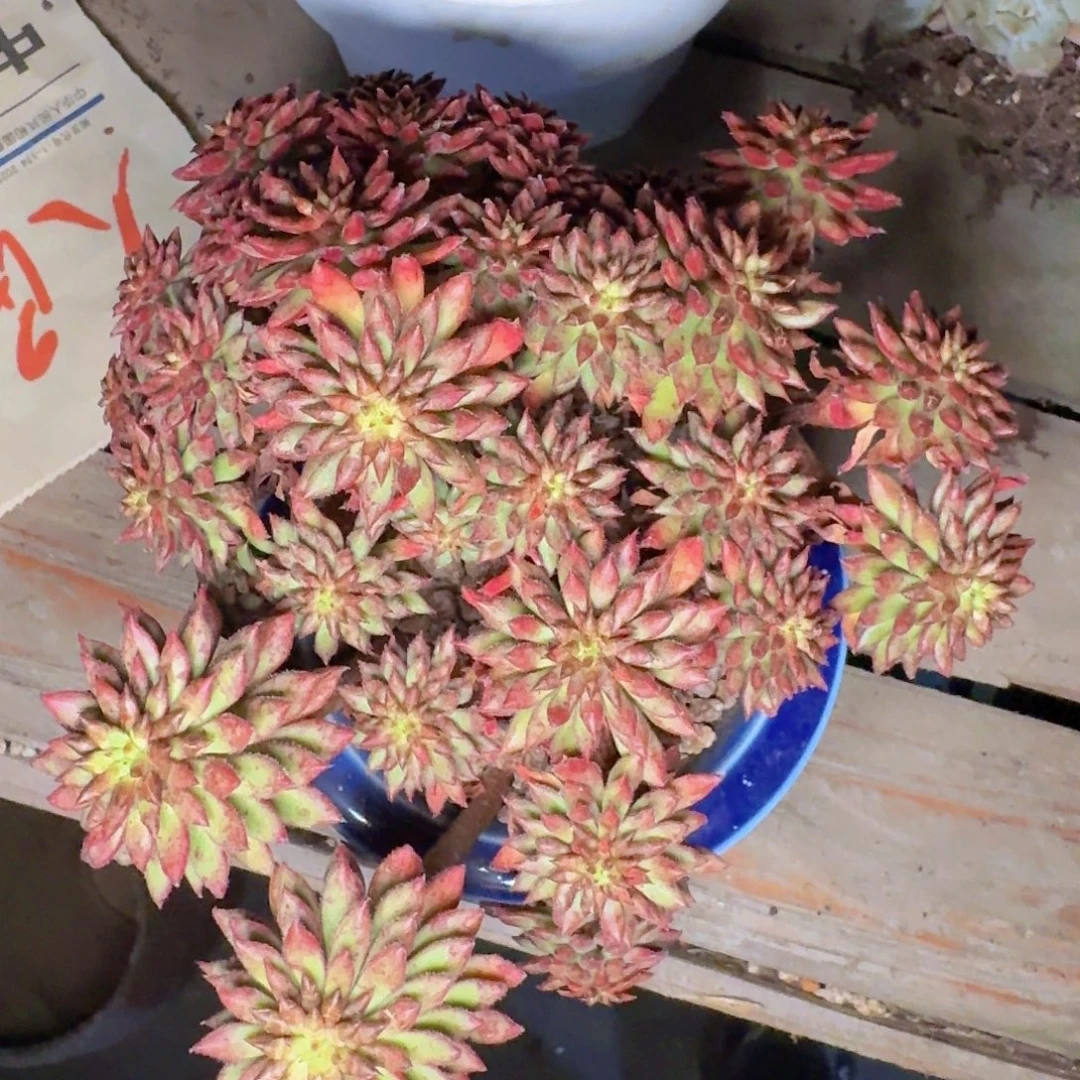 婷***了多肉植物的生长发育和生长发育
