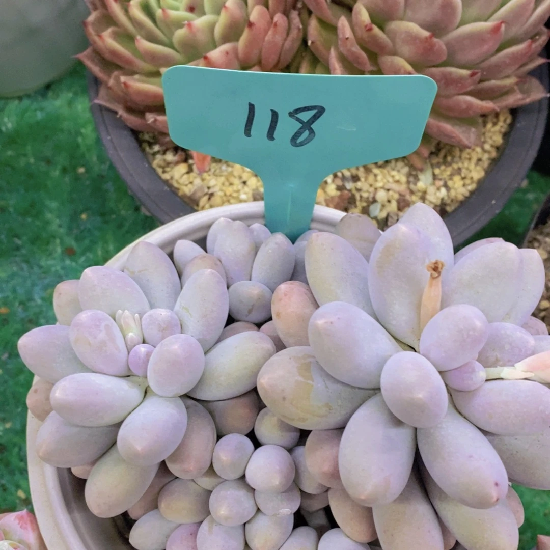 活动专场第一场，5送1