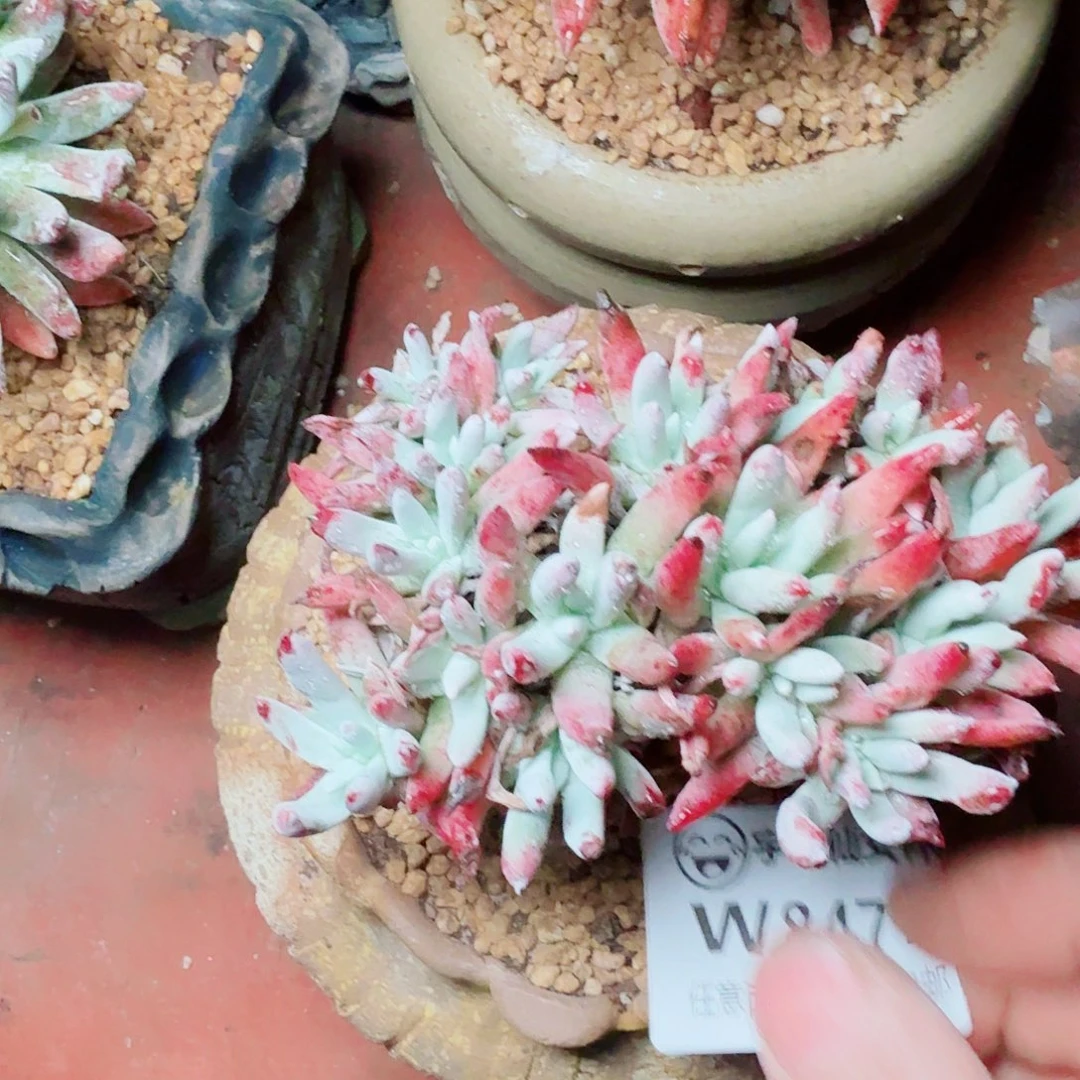 8477海瑟白菊多肉