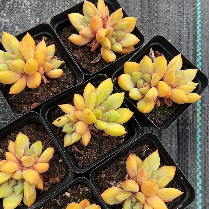 三盆    双头   黄金象牙