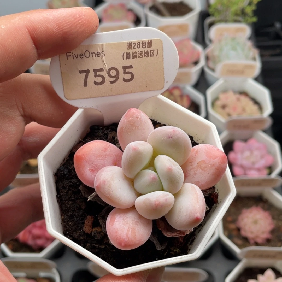 香水7595-5.5厘米