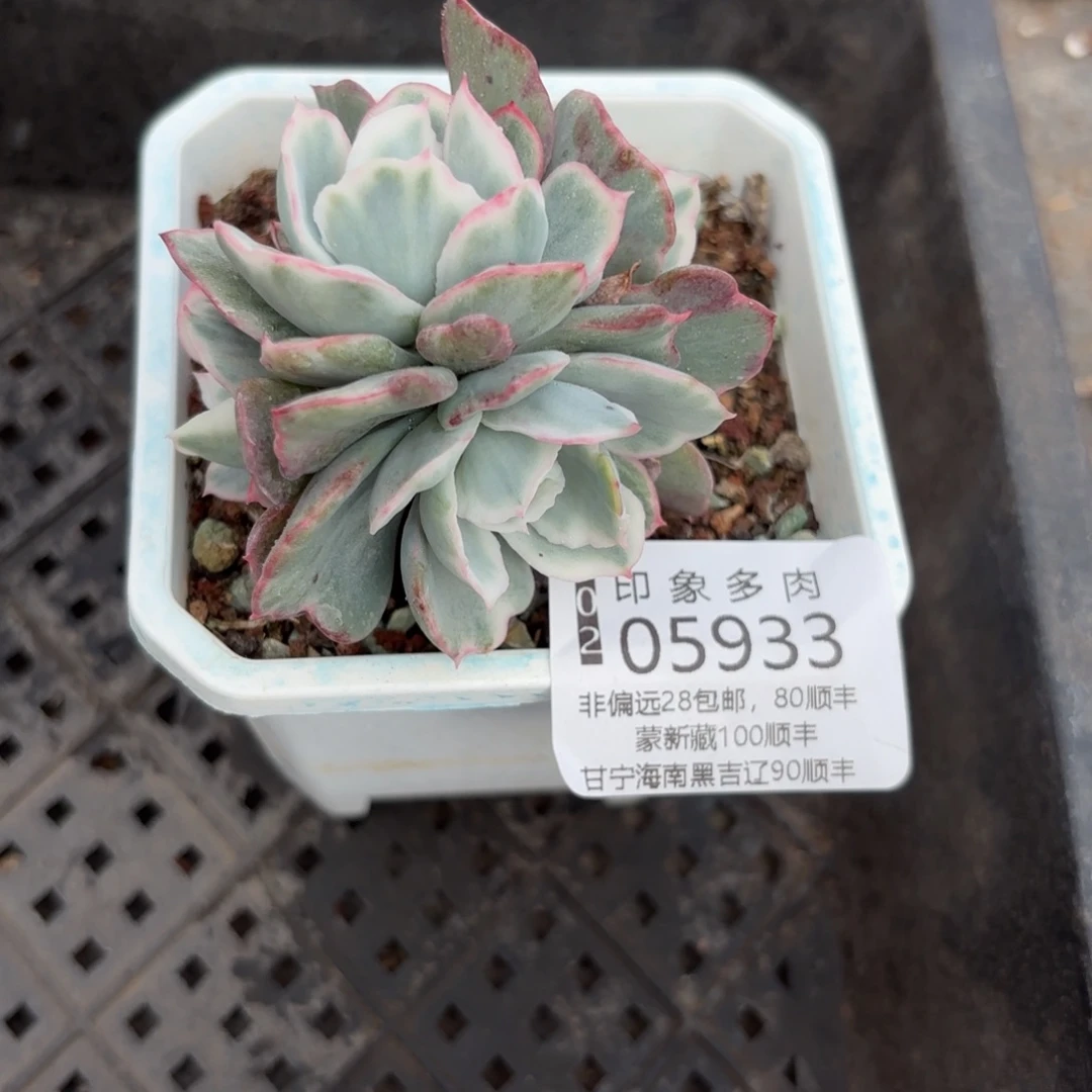 桃**气多肉植物05933ghgf